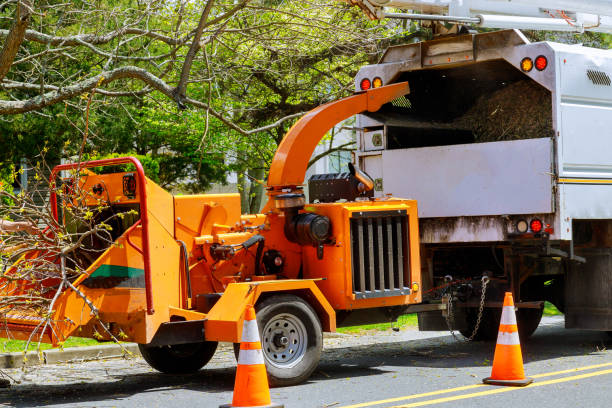 Reliable Beardstown, IL Tree Removal and Landscaping Services Solutions